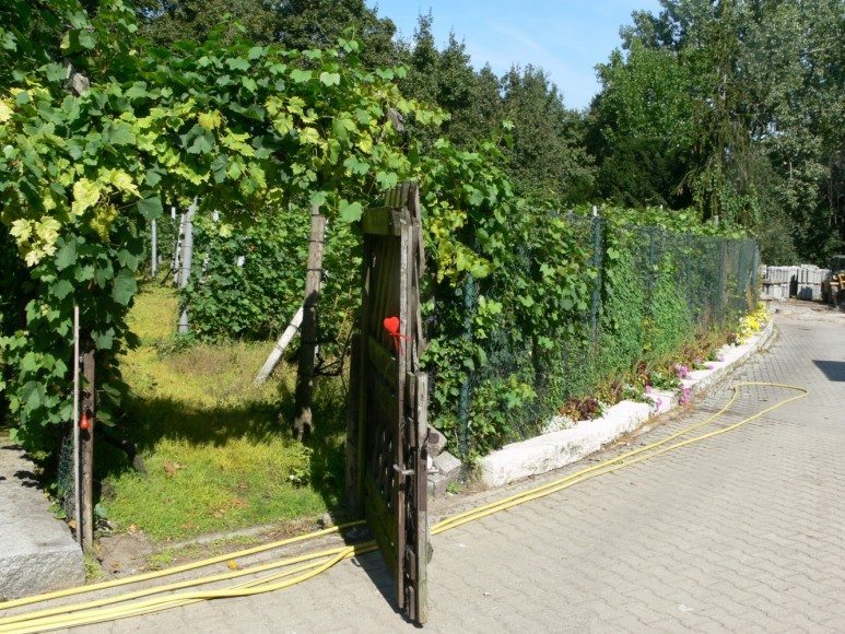 V-Mag - Hauptstadtsekt Humboldthain Weinberg Foto S. Schneider