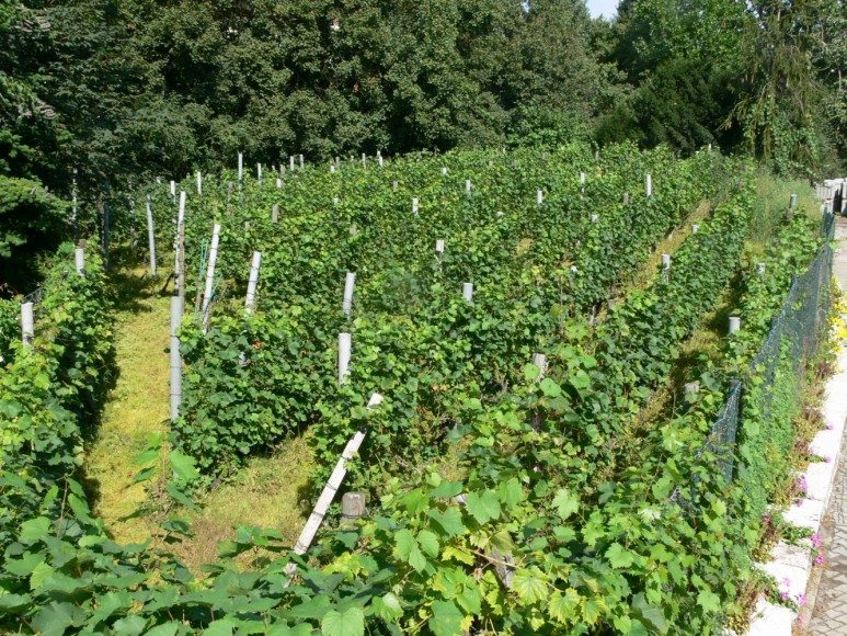 V-Mag - Hauptstadtsekt Humboldthain Weinreben Foto S. Schneider
