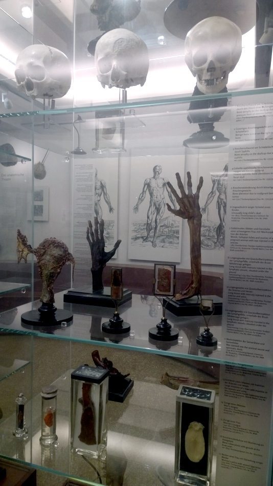 V-Mag - Berliner Medizinhistorisches Museum Charite 2 - Foto S.Schneider