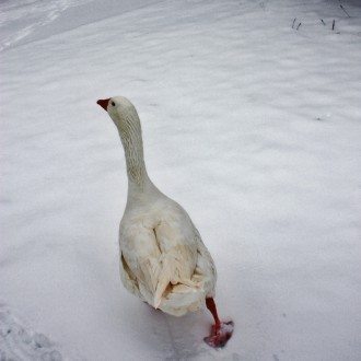 V-Mag - Kampfgans Luise - Foto white tiger - photocase.de