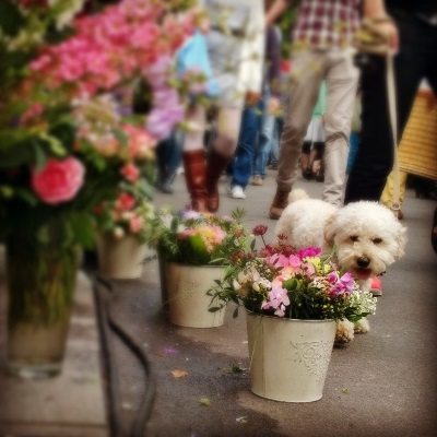 Verfuehrer - Das Beste aus Berlin - Fruehling in Berlin mit Hund
